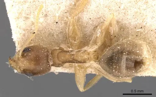 Technomyrmex textor specimen