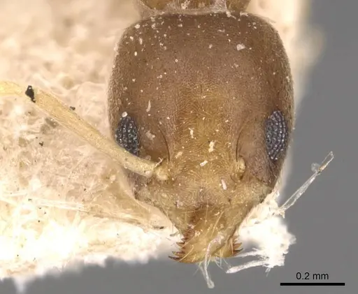 Technomyrmex textor specimen