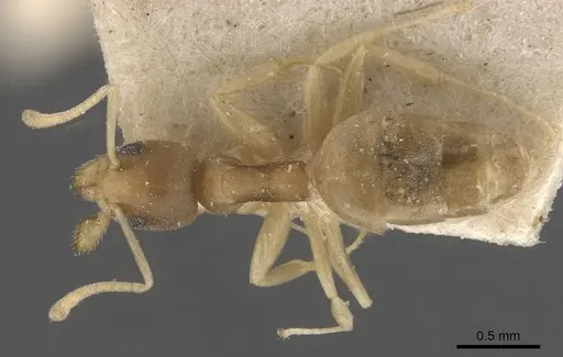 Technomyrmex textor - CASENT0909795