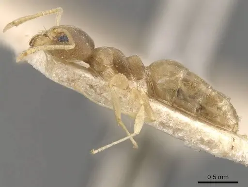 Technomyrmex textor - CASENT0909795