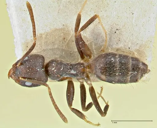 Technomyrmex transiens specimen