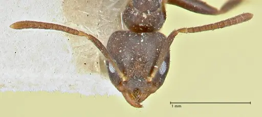 Technomyrmex transiens specimen