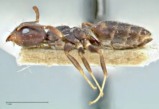 Technomyrmex transiens specimen