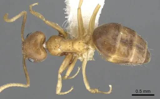 Technomyrmex vapidus specimen