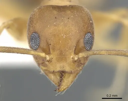 Technomyrmex vapidus specimen