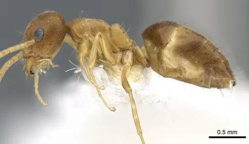 Technomyrmex vapidus specimen