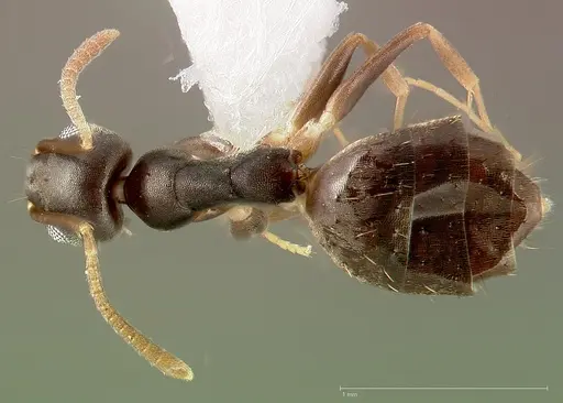 Technomyrmex vitiensis specimen