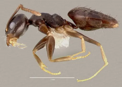 Technomyrmex vitiensis specimen