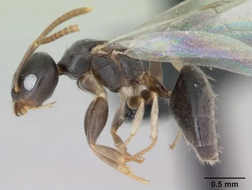 Technomyrmex vitiensis - CASENT0055890