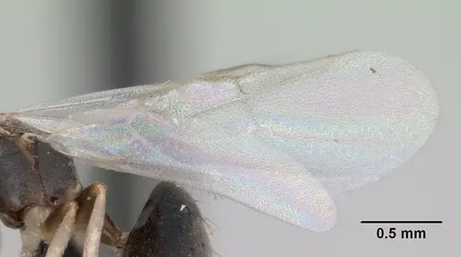 Technomyrmex vitiensis - CASENT0055890