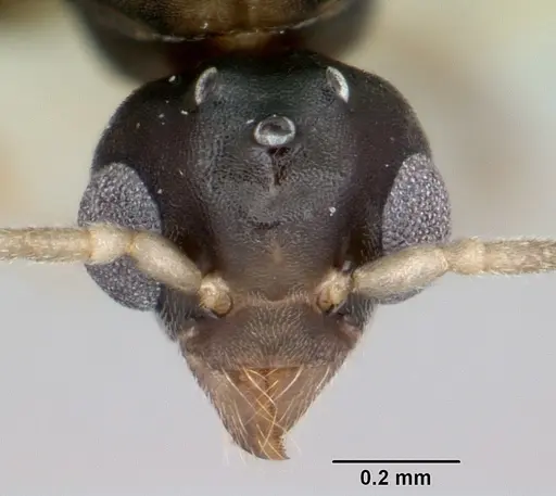 Technomyrmex vitiensis - CASENT0059644