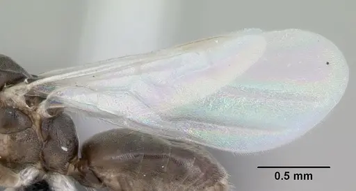 Technomyrmex vitiensis - CASENT0059644