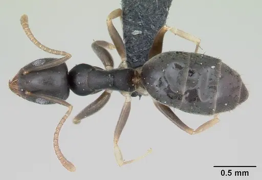 Technomyrmex vitiensis - CASENT0103244