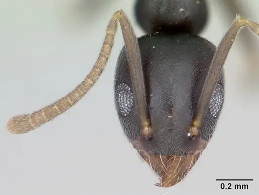 Technomyrmex vitiensis - CASENT0103244