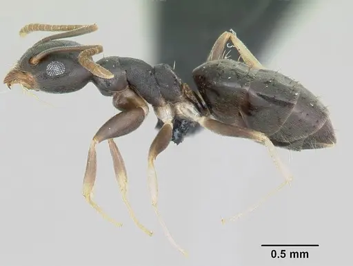 Technomyrmex vitiensis - CASENT0103244
