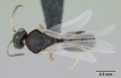 Technomyrmex vitiensis - CASENT0103331