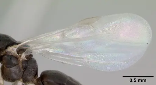 Technomyrmex vitiensis - CASENT0103331