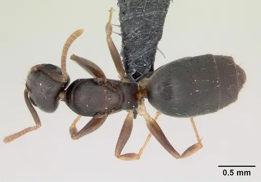 Technomyrmex vitiensis - CASENT0120917