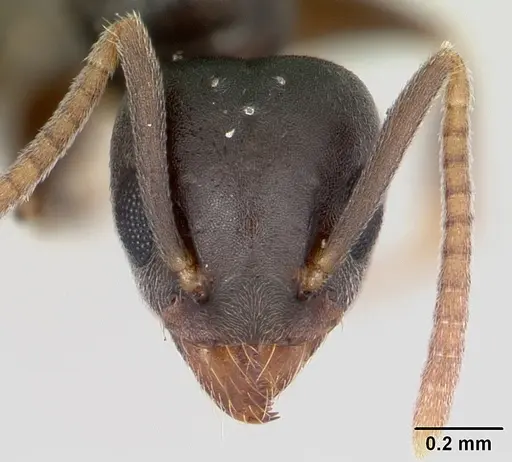 Technomyrmex vitiensis - CASENT0120917