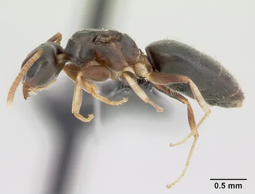 Technomyrmex vitiensis - CASENT0120917