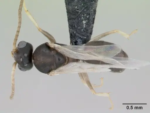 Technomyrmex vitiensis - CASENT0125149