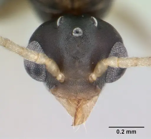 Technomyrmex vitiensis - CASENT0125149