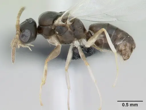 Technomyrmex vitiensis - CASENT0125149