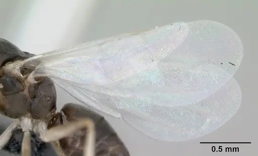 Technomyrmex vitiensis - CASENT0125149