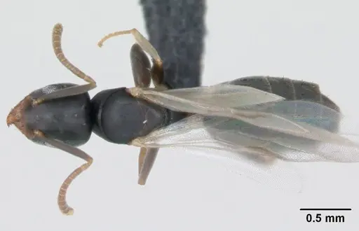 Technomyrmex vitiensis - CASENT0125200