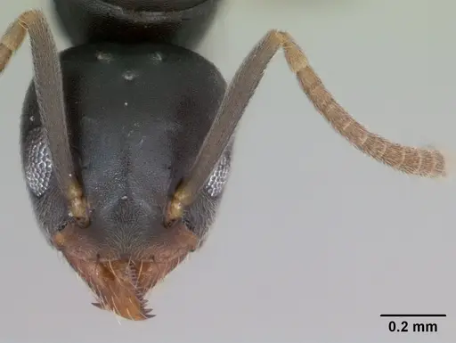 Technomyrmex vitiensis - CASENT0125200