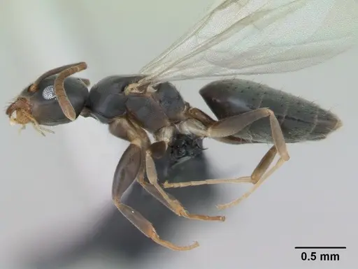 Technomyrmex vitiensis - CASENT0125200