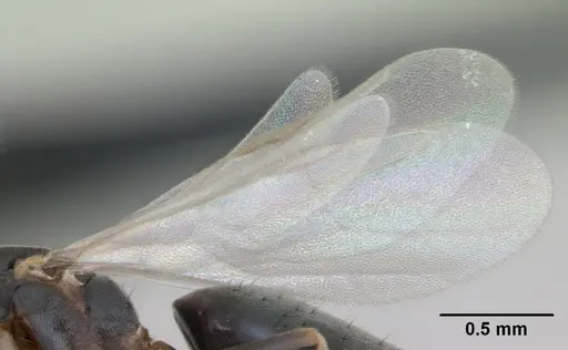 Technomyrmex vitiensis - CASENT0125200