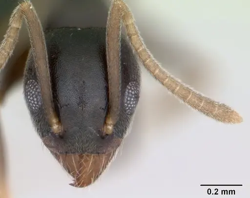 Technomyrmex vitiensis - CASENT0125349