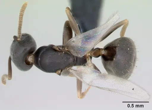 Technomyrmex vitiensis - CASENT0125350