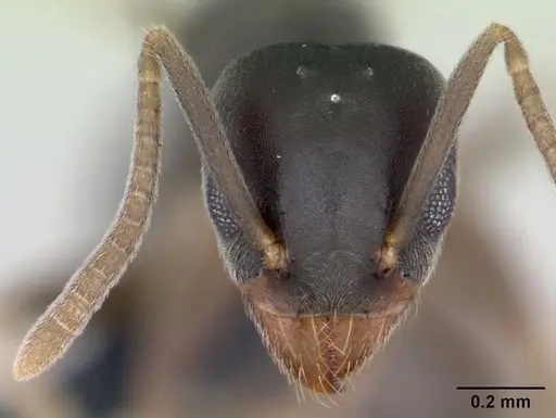 Technomyrmex vitiensis - CASENT0125350