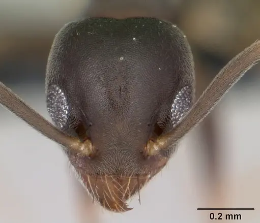 Technomyrmex vitiensis - CASENT0125609