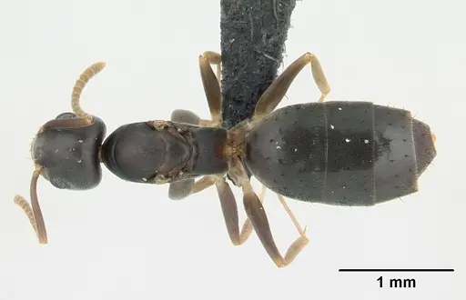 Technomyrmex vitiensis - CASENT0136862