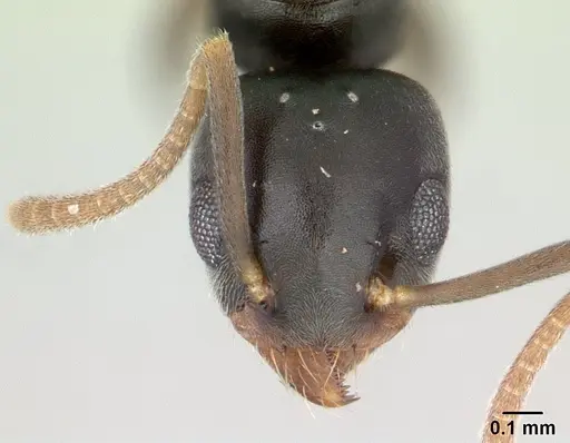 Technomyrmex vitiensis - CASENT0136862