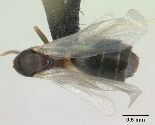 Technomyrmex vitiensis - CASENT0137344