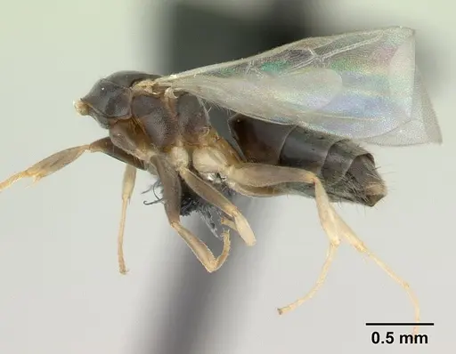 Technomyrmex vitiensis - CASENT0137344