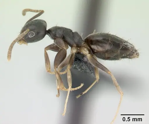 Technomyrmex vitiensis - CASENT0137369