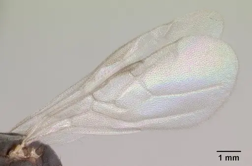 Technomyrmex vitiensis - CASENT0146473