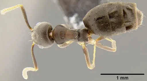 Technomyrmex vitiensis - CASENT0171057