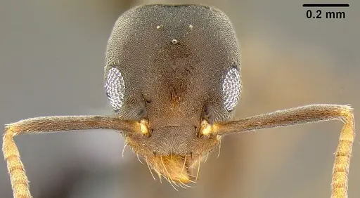 Technomyrmex vitiensis - CASENT0171057