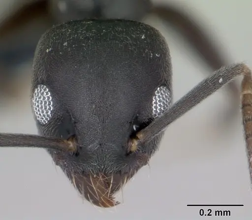 Technomyrmex vitiensis - CASENT0173864