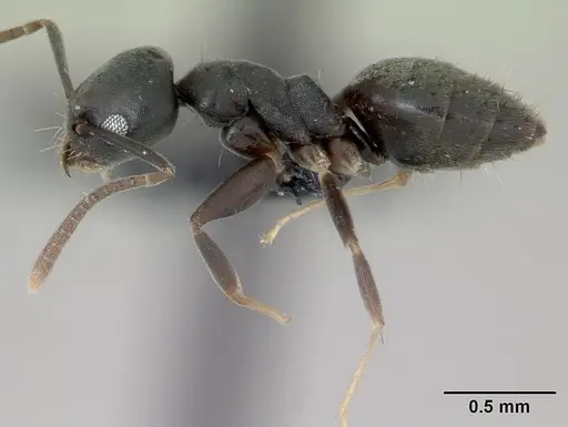 Technomyrmex vitiensis - CASENT0173864