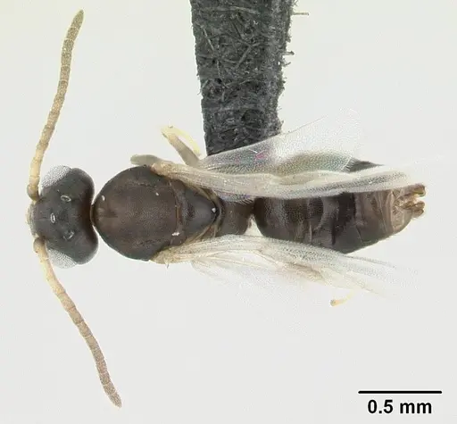 Technomyrmex vitiensis - CASENT0178897