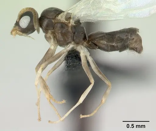 Technomyrmex vitiensis - CASENT0178897