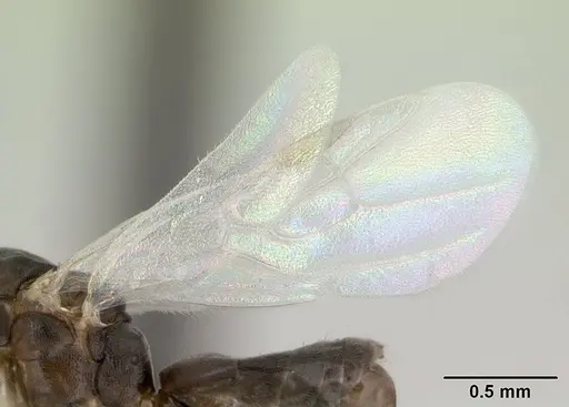 Technomyrmex vitiensis - CASENT0178897