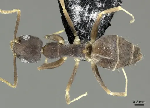 Technomyrmex vitiensis - CASENT0219903